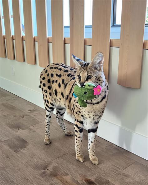 where does chloe the serval cat live - chloetheserval .